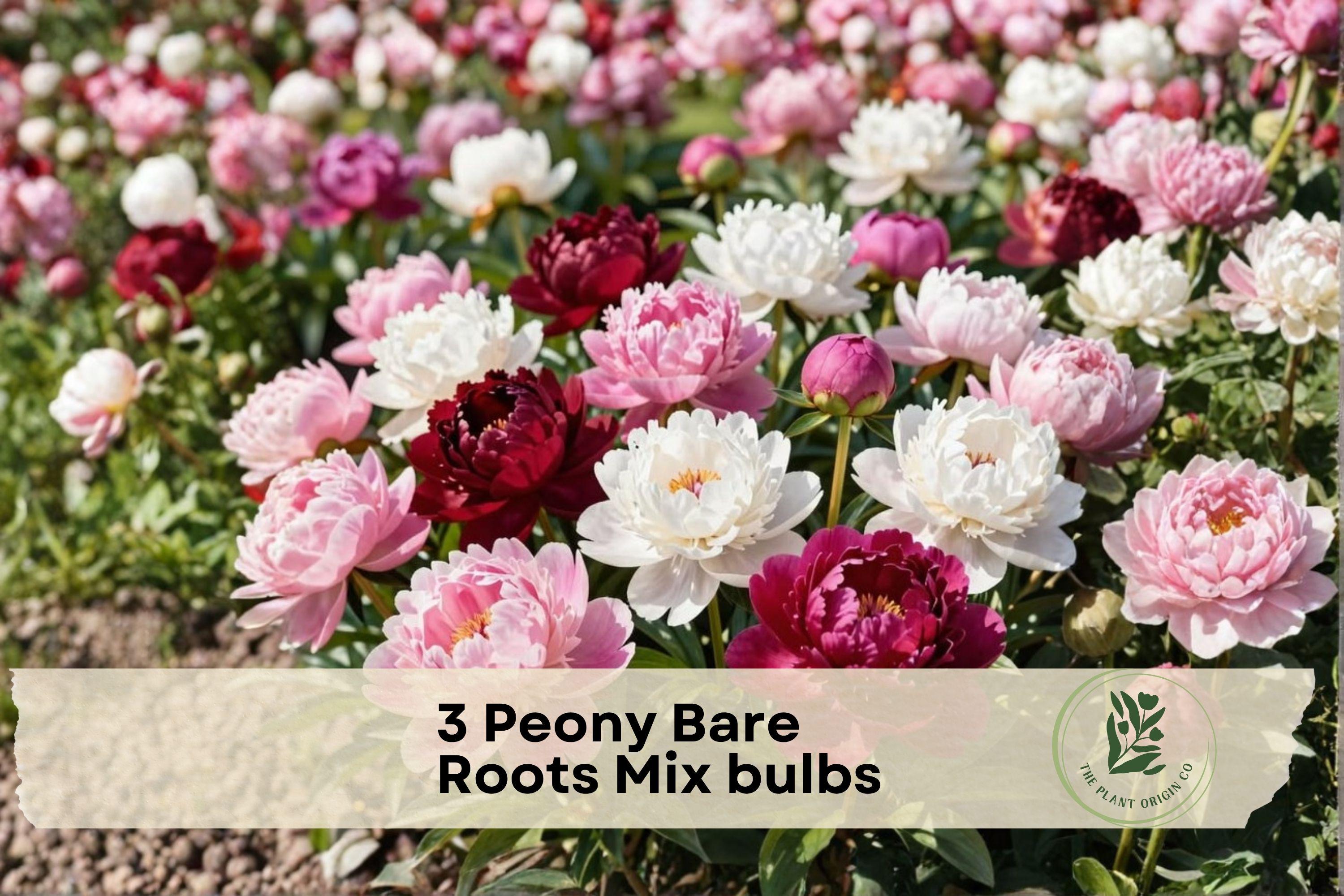 Peony Bare Roots Mix Bulbs – White & Pink Flowering Perennial Paeonia lactiflora for Garden Beds & Borders