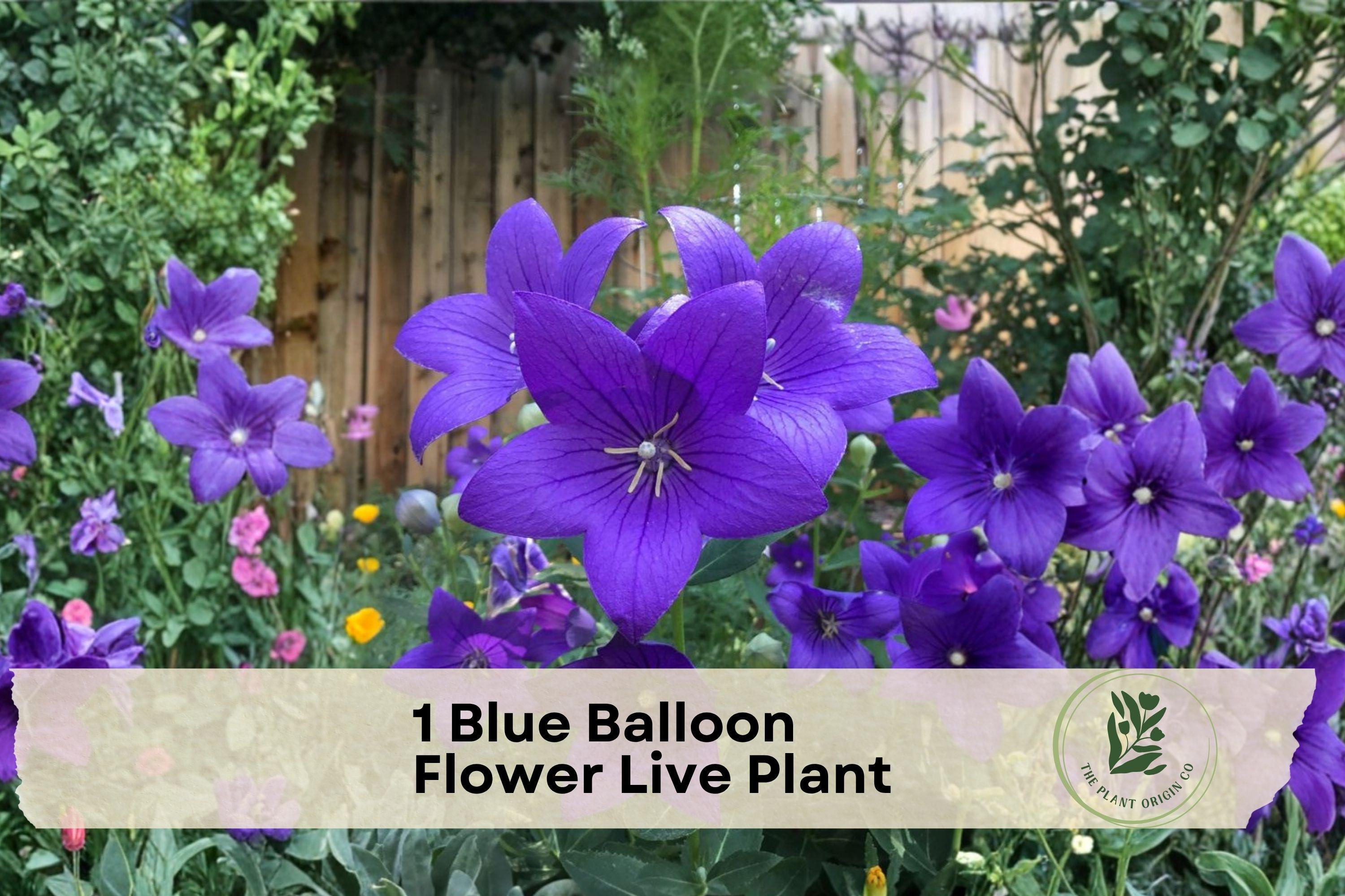 Blue Balloon Flower Live Plant – Platycodon grandiflorus, Blue Star-Shaped Blooms, Perennial, Pollinator-Friendly, Borders & Containers