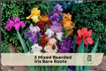 Mixed Bearded Iris Bare Root Rhizomes – Perennial Flowering Garden Plants in Assorted Colors, Iris germanica Hybrids