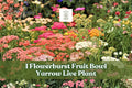 Yarrow Live Plant - Achillea Millefolium Starter - Pollinator-Friendly Perennial Flower for Gardens and Borders