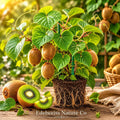 Vincent Kiwi Bare Root Starter Plug | Actinidia chinensis Female Climbing Vine | Edible Fruit Plant for Home Garden