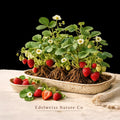20 Cardinal Strawberry Bare Root Plants | Heirloom Fragaria × ananassa | Springbearing Edible Berry Garden