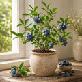 Chandler Blueberry Starter Plug | Vaccinium corymbosum Bare Root Plant | Edible Berry Garden Plant