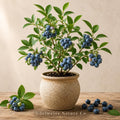 Chandler Blueberry Starter Plugs | Vaccinium corymbosum Bare Root Plants | Edible Berry Garden Plants for Home Gardens
