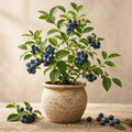 Sweetcrisp Blueberry Starter Plugs | Vaccinium corymbosum Bare Root Plants | Edible Berry Garden, Heirloom, Non-GMO
