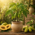 Mountain Papaya Babaco Starter Plug | Vasconcellea heilbornii | Heirloom Tropical Fruit Plant | Seedless, Elongated Fruit