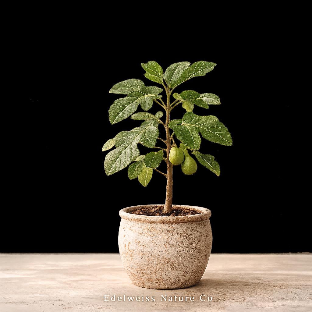 Kadota Fig Tree Starter Plant – Heirloom Non-GMO Ficus carica Live Roots for Home Garden, Fruit Tree, Drier Climates