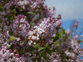 Early Lilac Flower Seeds | Syringa oblata | Lavender to Purple Blooms | Ornamental Shrub for Hedges & Borders