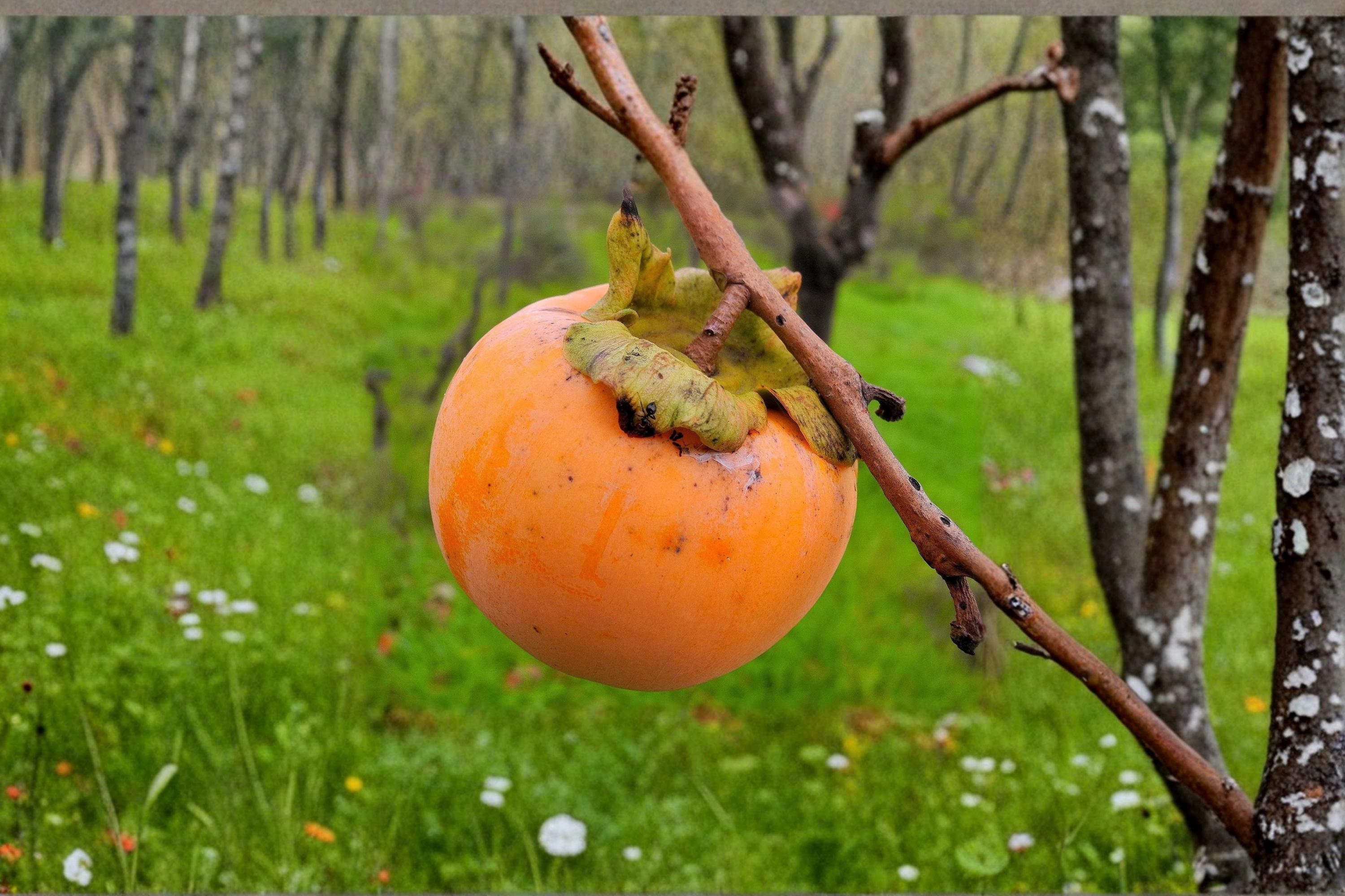 Japanese Persimmon Seeds – Diospyros kaki Fruit Tree for Edible Gardens and Landscapes, Deciduous Orchard Tree