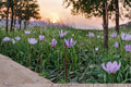 Midland Shooting Star Wildflower Seeds – Dodecatheon meadia Perennial Prairie Flower for Native Gardens