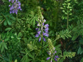 Riverbank Lupine Seeds – Native Perennial Wildflower for Pollinator Gardens & Cottage Landscapes – Lupinus rivularis