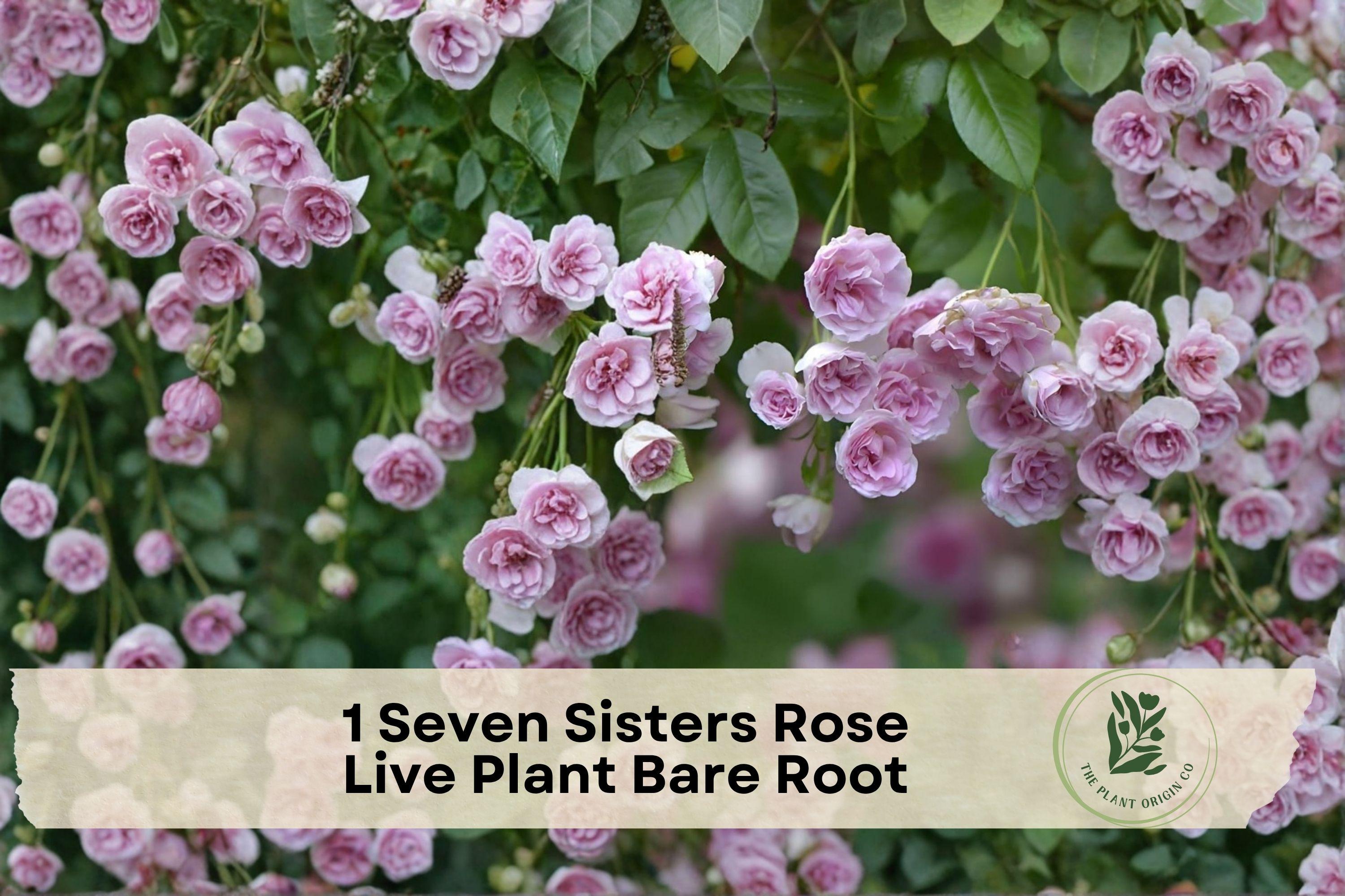 Seven Sisters Rose Live Plant Bare Root Climbing Pink Rambler Rosa ‘Seven Sisters’