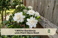 White Gardenia Live Plant Bare Root – Gardenia jasminoides, Heirloom Flowering Shrub, White Blooms, Evergreen, Patio & Garden Border