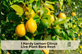 Hardy Lemon Citrus Live Plant Bare Root | Citremon, False Lemon, Citrus limon hybrid, 6-inch seedling