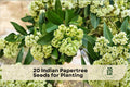 20 Indian Papertree Seeds for Planting - Ornamental Shrub Edgeworthia gardneri, Unique Flower Clusters, Garden Interest