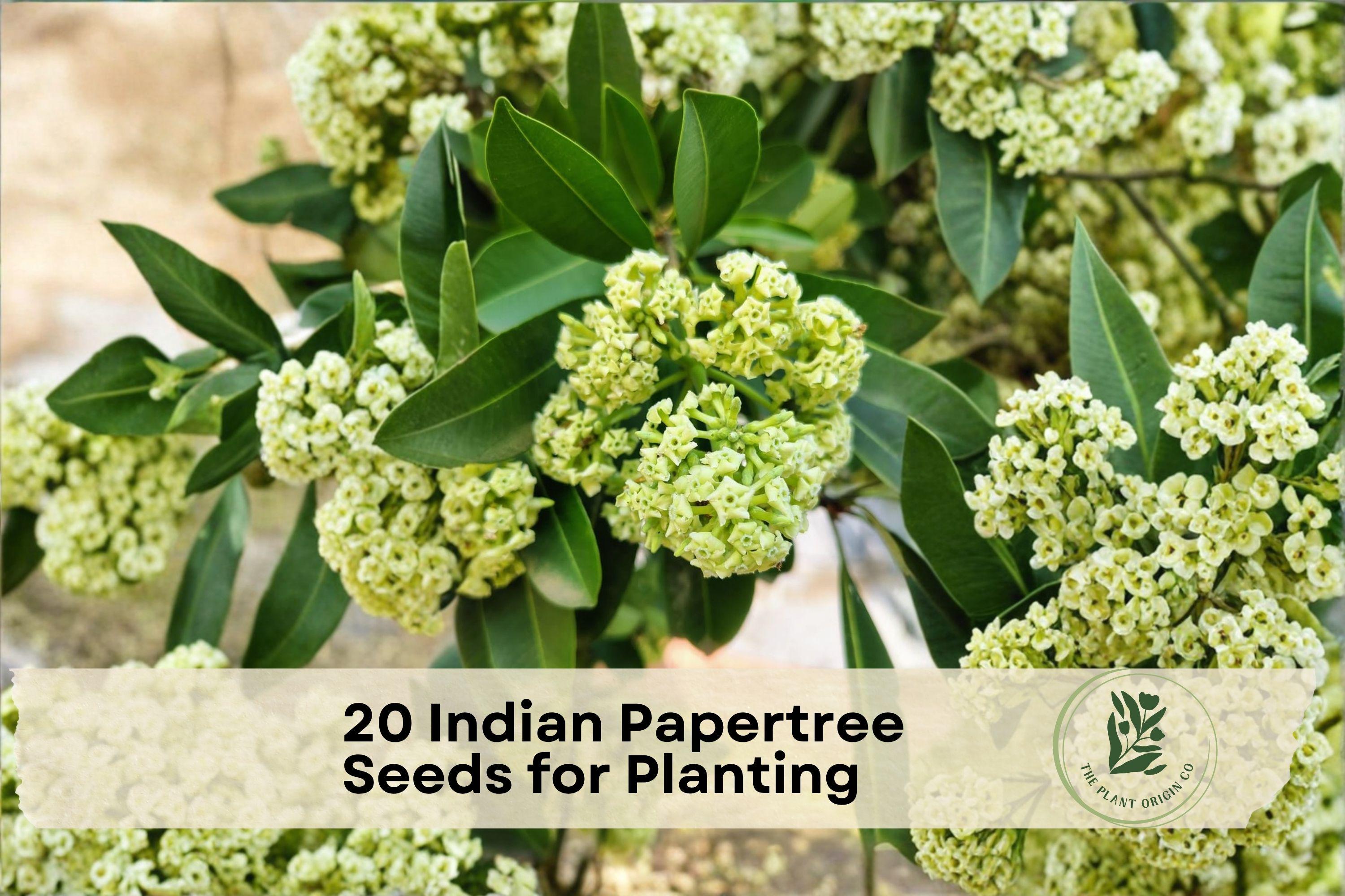 20 Indian Papertree Seeds for Planting - Ornamental Shrub Edgeworthia gardneri, Unique Flower Clusters, Garden Interest