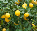 Dwarf Lemon Tree Live Citrus Plant Bare Root Sapling Indoor Outdoor Fruiting, Citrus (Citrus limon)