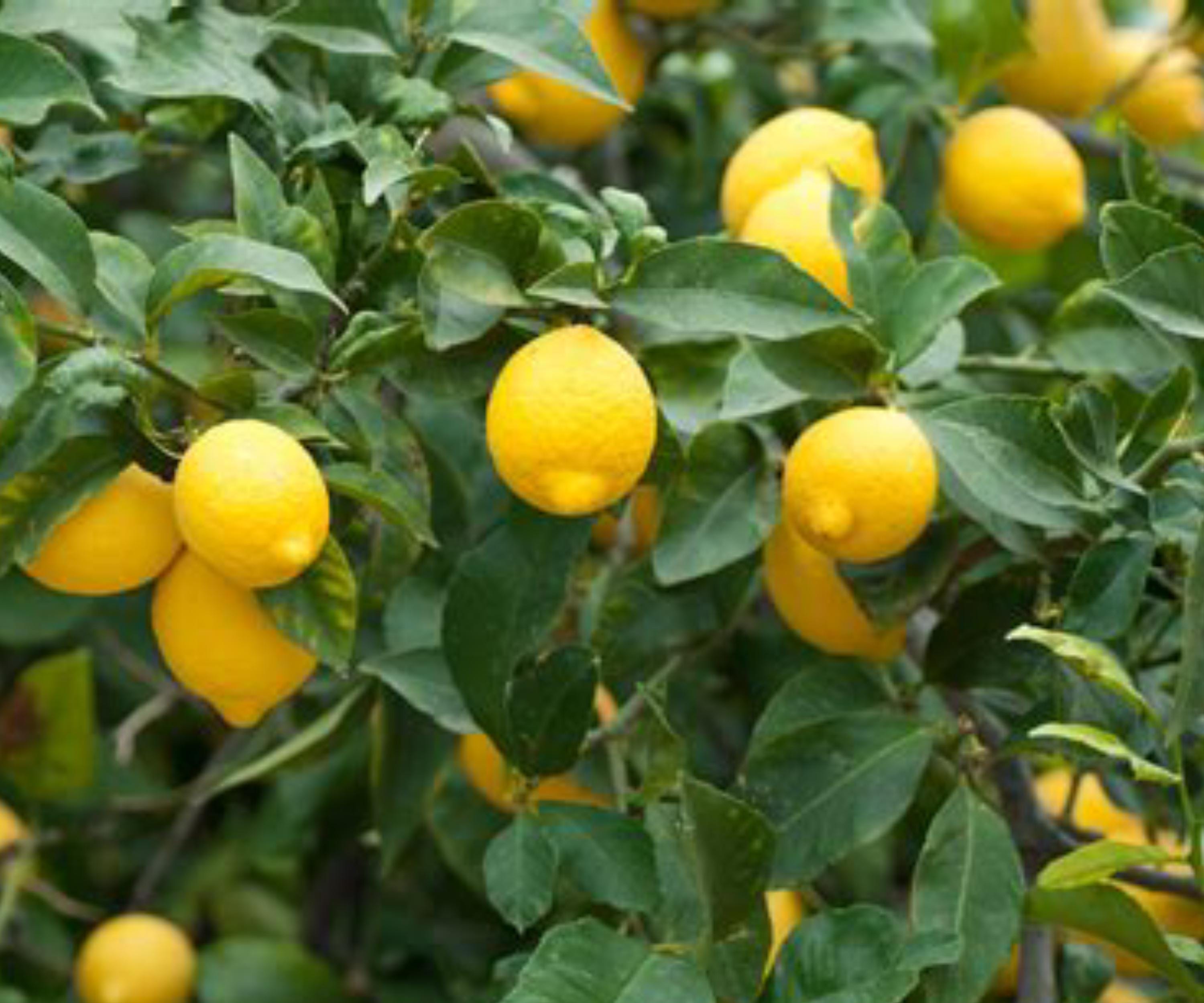 Dwarf Lemon Tree Live Citrus Plant Bare Root Sapling Indoor Outdoor Fruiting, Citrus (Citrus limon)