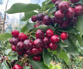Dwarf Cherry Tree Seedlings Live Self-Pollinating Fruit Plants for Containers, Patio, Balcony, Prunus avium