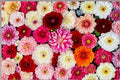 Mixed Dahlia Tuber – Colorful Flowering Plant for Garden Beds & Containers – Dahlia pinnata