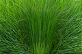 Elephant Grass Seeds, Pennisetum purpureum, Ornamental Tall Grass for Landscaping & Privacy Screening