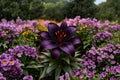 Blackstone Lily Bulbs – Asiatic Lily Lilium asiatic – Deep Burgundy Flowers for Garden Borders & Beds