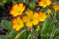 Oakleaf Yellow Picotee Primrose Bare Root Plant – Primula vulgaris 'Oakleaf Yellow Picotee' – Perennial with Yellow & Red Edged Flowers