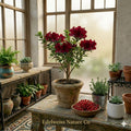 Encore Autumn Fire Azalea Plant – Deep Red Flowering Shrub, Rhododendron, Evergreen, Repeat Blooming, Well Rooted Starter