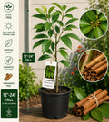 Cinnamon Live Tree Starter Plant – Cinnamomum verum – Aromatic Green Foliage, Tropical Evergreen, 12–24 Inches