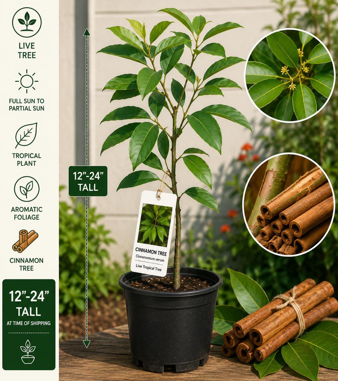Cinnamon Live Tree Starter Plant – Cinnamomum verum – Aromatic Green Foliage, Tropical Evergreen, 12–24 Inches