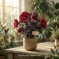 Midnight Marvel Hardy Hibiscus Starter Plant | Hibiscus moscheutos Red Flower, Dark Foliage, Perennial