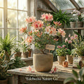 Rhododendron Starter Plant | Rare Sugar and Spice Azalea | Spring Blooming Ornamental Shrub