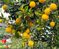 Cold Hardy Lemon Tree Seedlings – Live Citrus Plant for Patio, Garden, Container, Fast Fruiting, Fragrant Blooms, Citrus limon