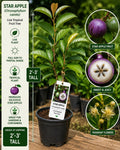Star Apple Live Fruit Tree 2–3 Feet Tall – Chrysophyllum cainito – Tropical Evergreen Fruit Tree for Backyard Gardens