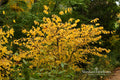 Spicebush Bare Root Plant Lindera benzoin Native Deciduous Shrub Fragrant Foliage Yellow Spring Flowers