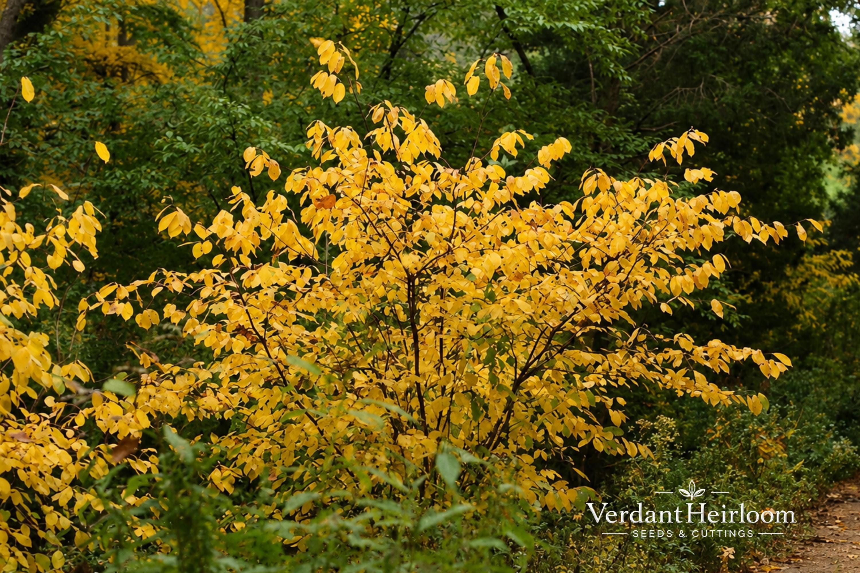Spicebush Bare Root Plant Lindera benzoin Native Deciduous Shrub Fragrant Foliage Yellow Spring Flowers