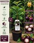 Mangosteen Live Fruit Tree – Garcinia mangostana – Tropical Edible Landscape Plant – 12–24 Inches Tall