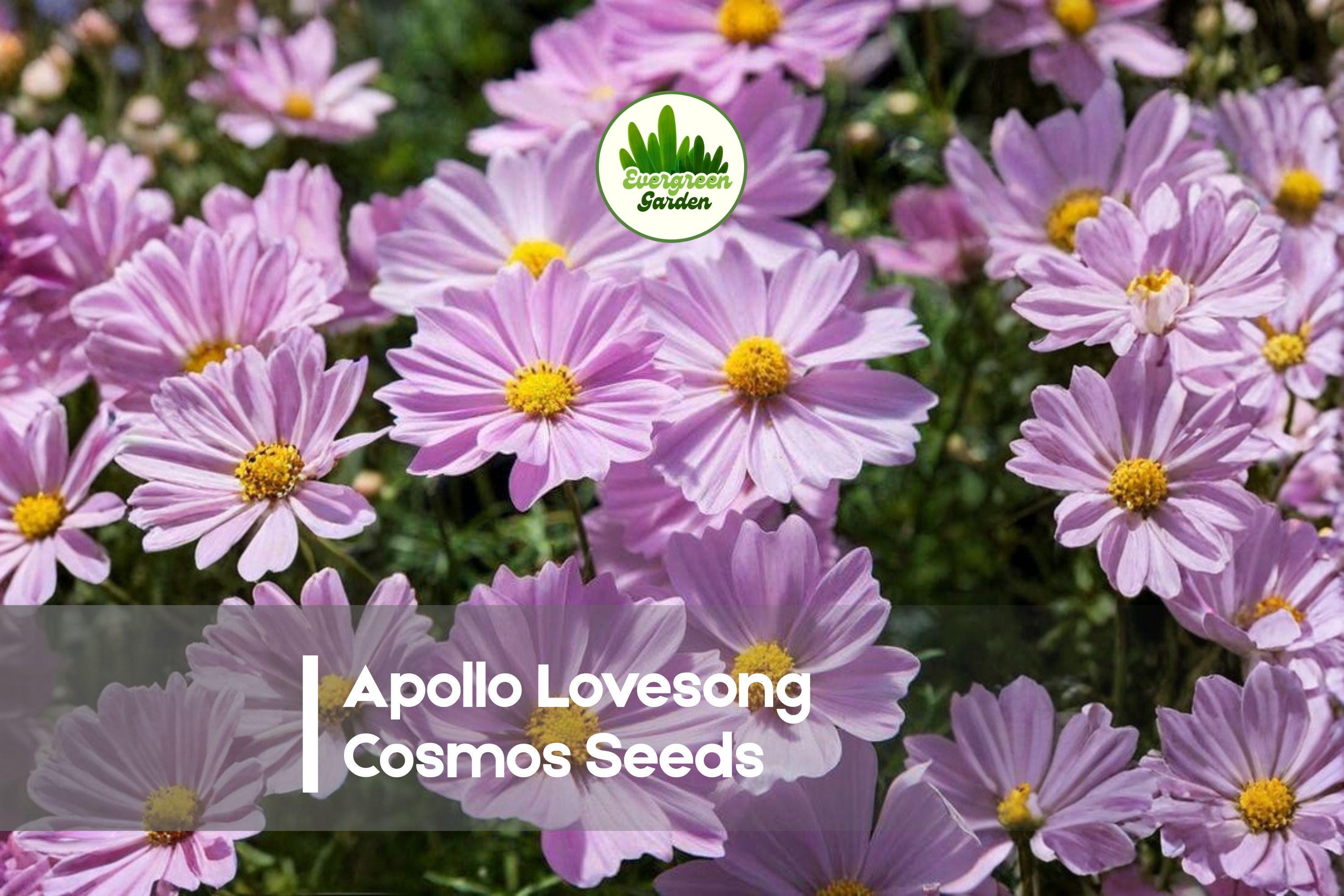 200 Apollo Lovesong Cosmos Seeds – Bi-color Pink & White, Compact Annual, Cosmos bipinnatus for Borders, Containers & Pollinator Gardens