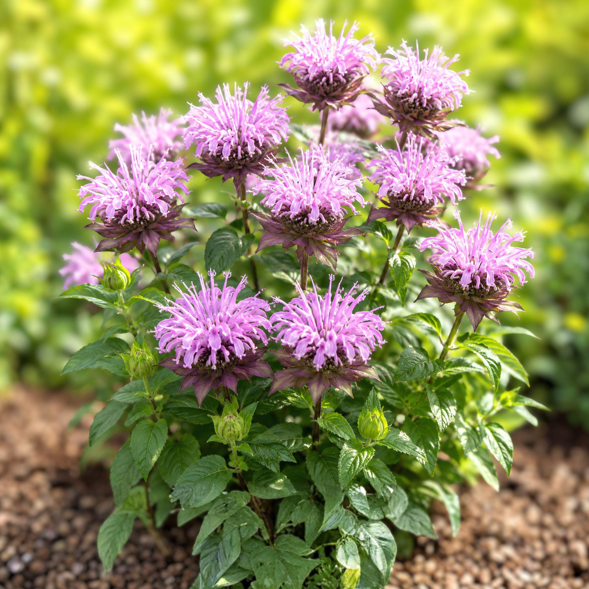 Wild Bergamot Seeds | Native Perennial Wildflower | Monarda Fistulosa | Pollinator-Friendly Plant | 100 Seeds