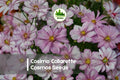 Cosimo Collarette Cosmos Seeds – 200 Premium Cosmos bipinnatus Flower Seeds for Borders, Cut Flowers & Pollinator Gardens