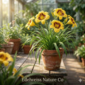 Black Eyed Stella Daylily Bare Root Plants | Reblooming Perennial Flower, Easy Grow Garden Lily, Hemerocallis