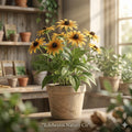 Black Eyed Susan Bare Root Plants | Rudbeckia Wildflower Perennial | Yellow Pollinator Garden Flower