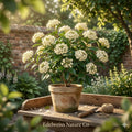Blackhaw Viburnum Shrub Bare Root | Native White Flowers, Edible Berries, Fall Color | Viburnum prunifolium