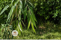 Black Willow Cuttings, Salix nigra, Unrooted Fresh Tree Propagation Material, Fast-Growing Deciduous Tree for Landscaping