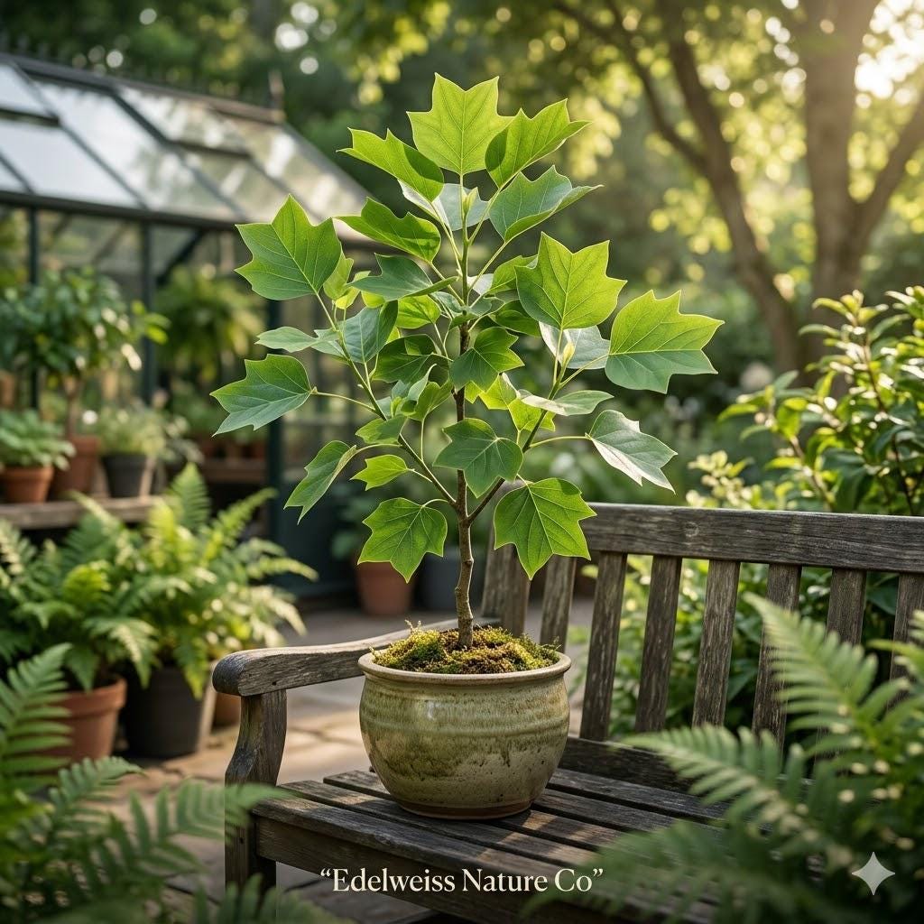 3 Tulip Poplar Tree Seedlings | Liriodendron tulipifera Bare Root Shade Tree Native Fast Growing