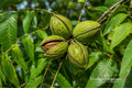Pecan Tree Bare Root 2 Pack – Carya illinoinensis Nut Trees for Landscaping and Orchard Growth