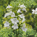Foxglove Beardtongue Seeds | Penstemon digitalis | Native Wildflower Pollinator Plant | 100 Seeds