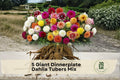 Giant Dinnerplate Dahlia Tubers Mix – Large Blooming Flowering Tuber with Vibrant Pink, Red, Yellow, Lilac, Bi-Color Colors for Garden & Cut Flowers