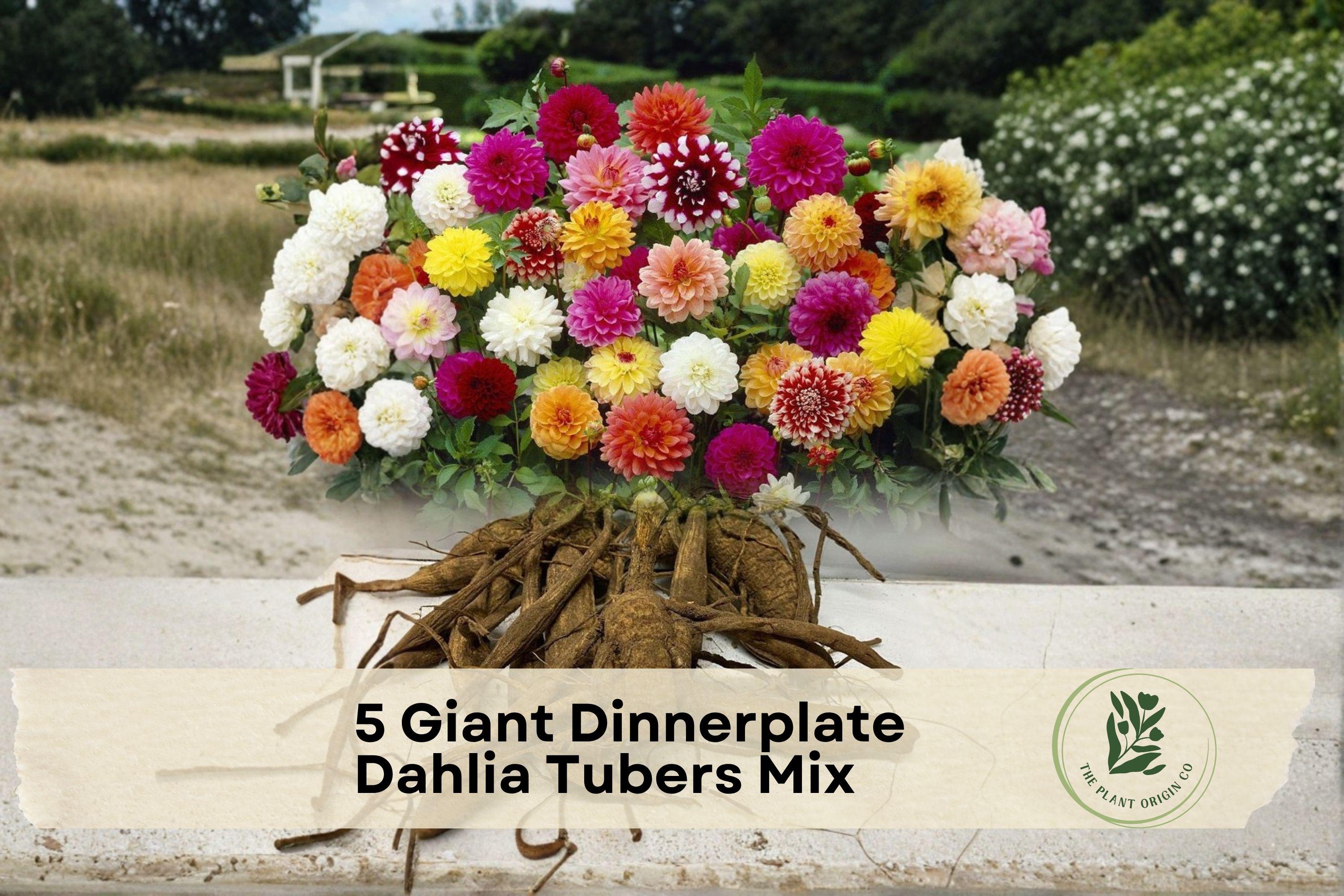 Giant Dinnerplate Dahlia Tubers Mix – Large Blooming Flowering Tuber with Vibrant Pink, Red, Yellow, Lilac, Bi-Color Colors for Garden & Cut Flowers