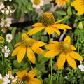 Cut-Leaf Coneflower Seeds | Rudbeckia laciniata | Wild Golden Glow Native Perennial Wildflower | 50 Seeds